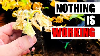 When Nothing Goes Right - Garden Quickie Episode 241