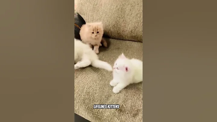 Video 3058561: siamese russian blue cats, russian blue cat kitten, pure siamese, haired siamese, cat exotic kitten