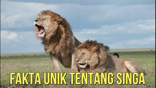 6 Fakta Unik Singa yang Jarang Diketahui, oleh semua orang,.