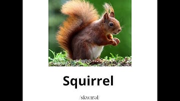 Wild animals - Từ vựng tiếng Anh chủ đề động vật hoang dã | P2