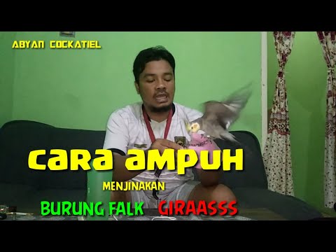 Video: Cara Menjinakkan Cockatiel