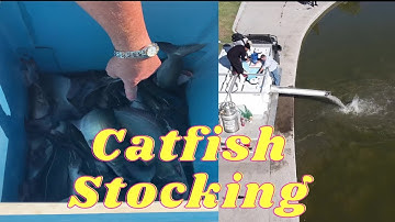 AZGFD Channel Catfish Stocking Kiwanis Lake Tempe AZ 10-13-2021