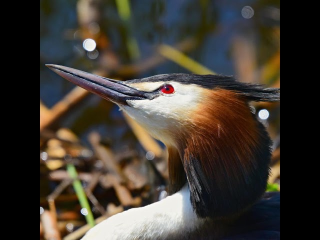 Livestream von Havelsee.de