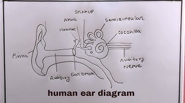 how to draw human ears diagram/human ears diagram drawing