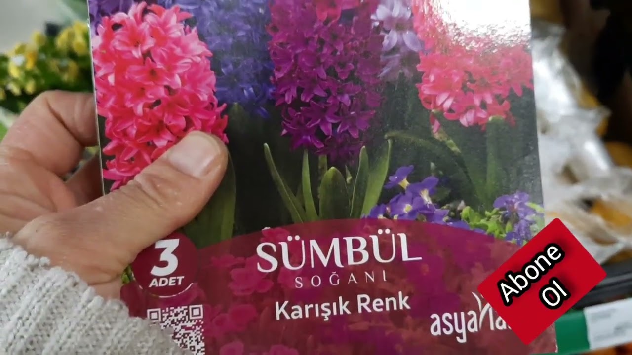 A101'E ÇİÇEK SOĞANLARI ve KALANŞO GELDİ