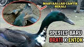 KAWIN SILANG BRATI feat ENTOK || HASILKAN SPESIES BARU