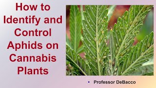 How to Identify and Control Aphids on Cannabis Plants
