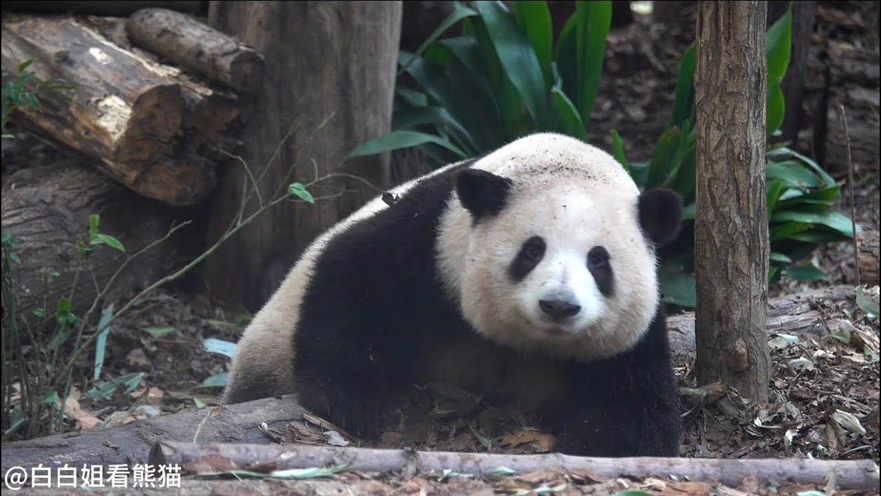 哈哈哈！花花叶叶放飞自我的一天😂😂