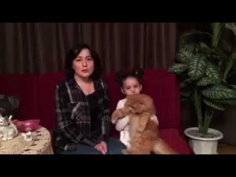 ჩვენი ფისო გარფილდი