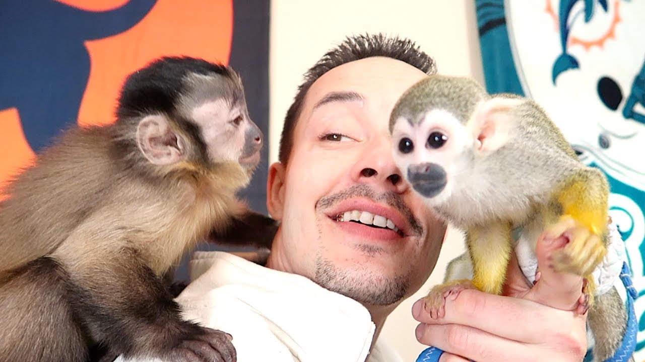 Baby Monkeys Having a Saturday BLAST!