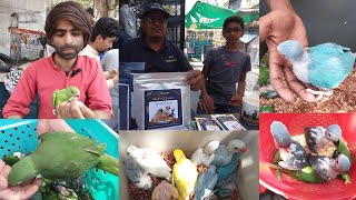 lalukhet birds Market 2024 latest update of Exotic Parrot Baby price 21April || Karachi Sunday bazar