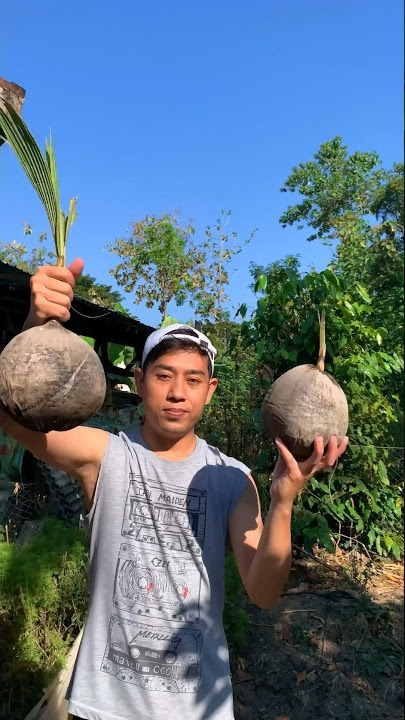 The mystery inside the coconut is that it's not water #coconutmystery #youtubeshorts