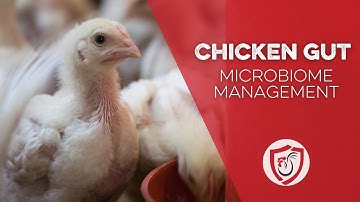 Chicken Gut Microbiome Management