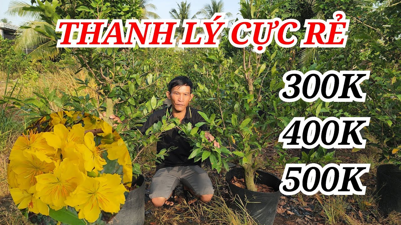 📞TRONG 0343992309 MAI TÀNG HOA CHÙM THANH LÝ CỰC RẺ CHỌN GẤP BAO SHIP 10/03/2026 | Bến Tre Ơi