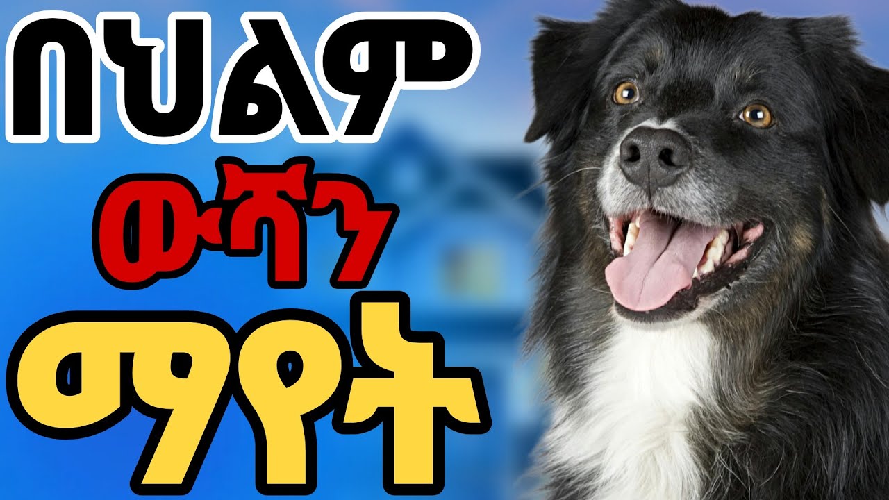 ውሻን በህልም ማየት ፍቺው ምንድ ነው #ህልም Seeing the dog's dream #dream