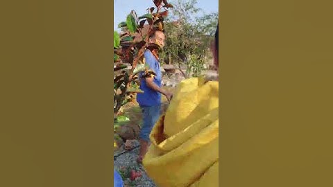 Cá trê câu bằng mồi mít