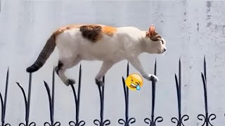 Hilarious Cats and DogsFunniest Animals 2024‍#13