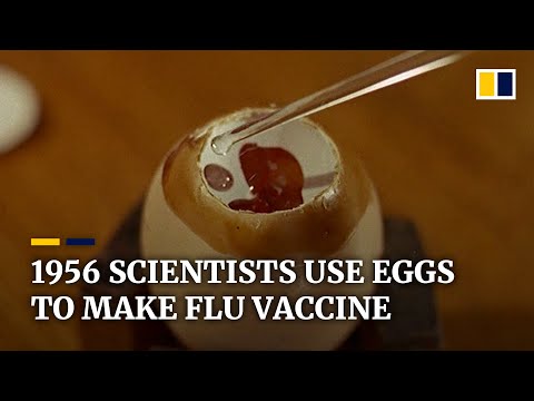 As world hunts for coronavirus vaccine, a look back at eggs used to fight the ‘big sneeze’ in 1956