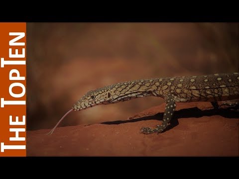 Video: Which Lizard Is The Longest