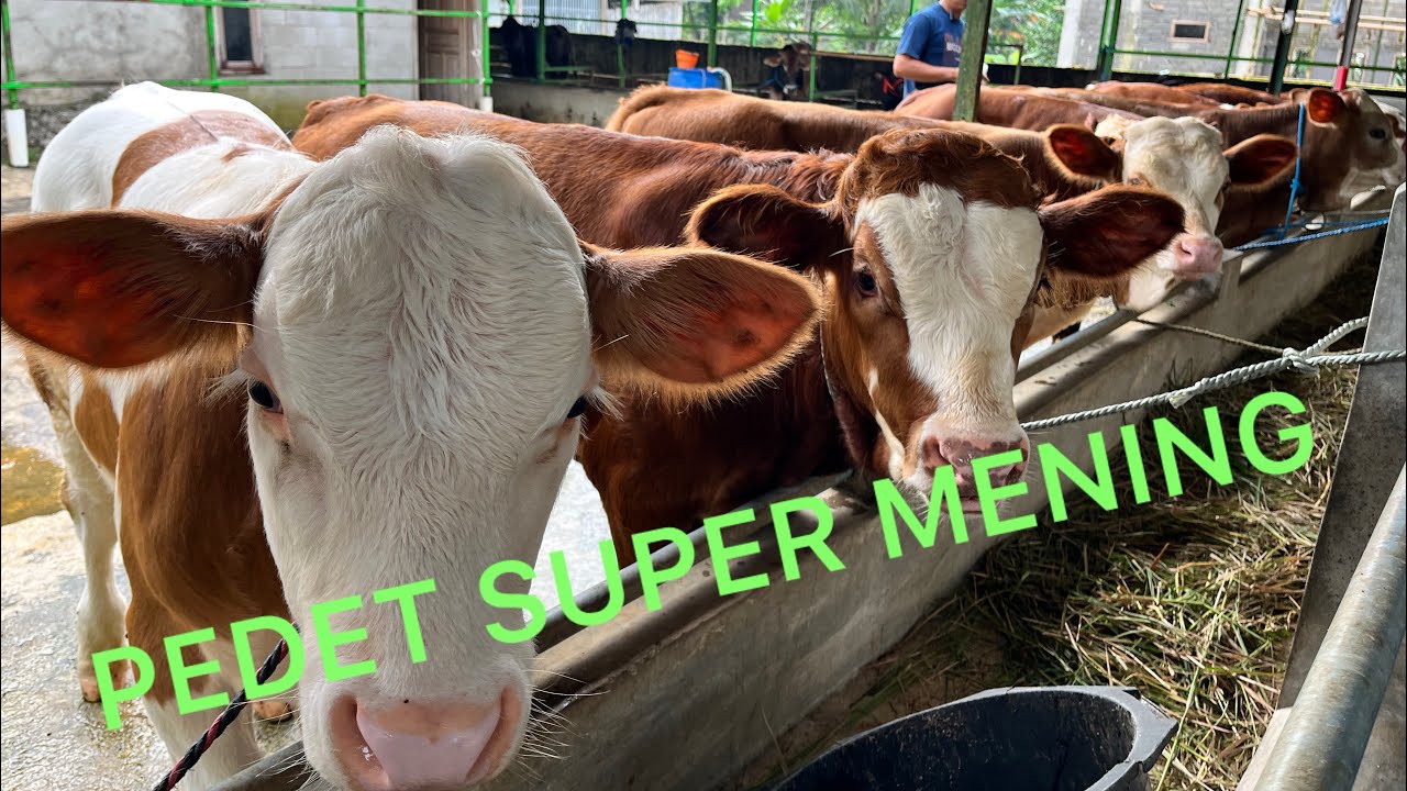 Pedet Super sepec racing free ongkir 6 Maret 2026