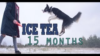 Ice Tea 🔥Border Collie 🔥 15 months 🔥 Nikon d5300 Video Test