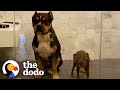 Rescue Pittie Loves Taking Showers With His Tiny BFF  | The Dodo Pittie Nation
