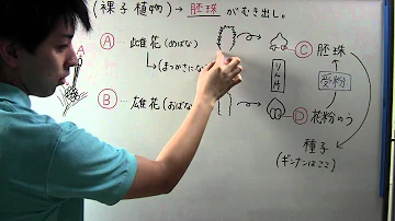 裸植物
