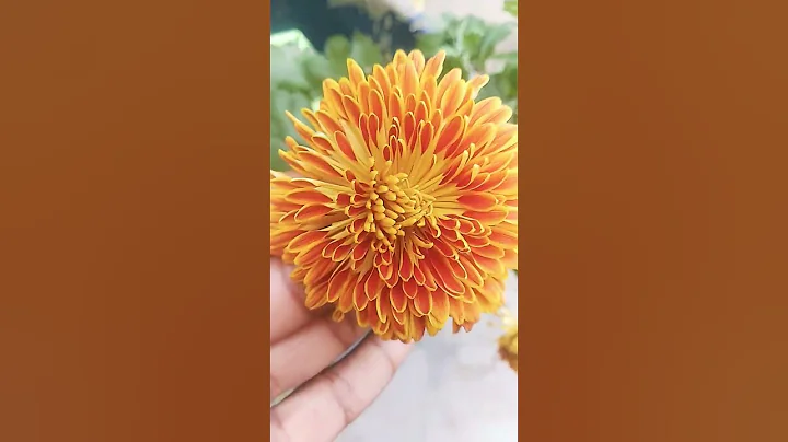my winter seasonal  flowers plants😁😁🌱🌱🌱 - DayDayNews