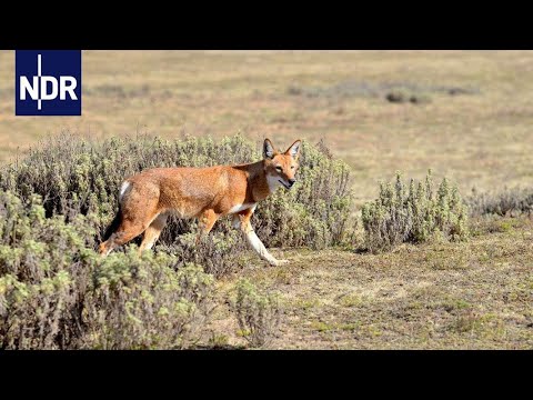 Video: Was macht das Tierreich aus?