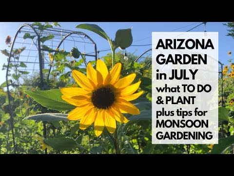 Video: Northeast Gardening – Tugas Kebun Juli Untuk Musim Panas