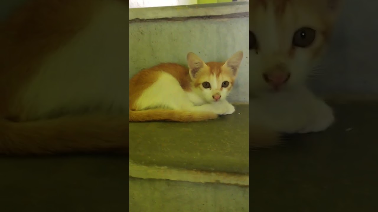 Shy kitten sits in corner 