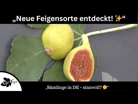 New Fig Variety Discovered! Banchetto Gold & Seedlings in Germany