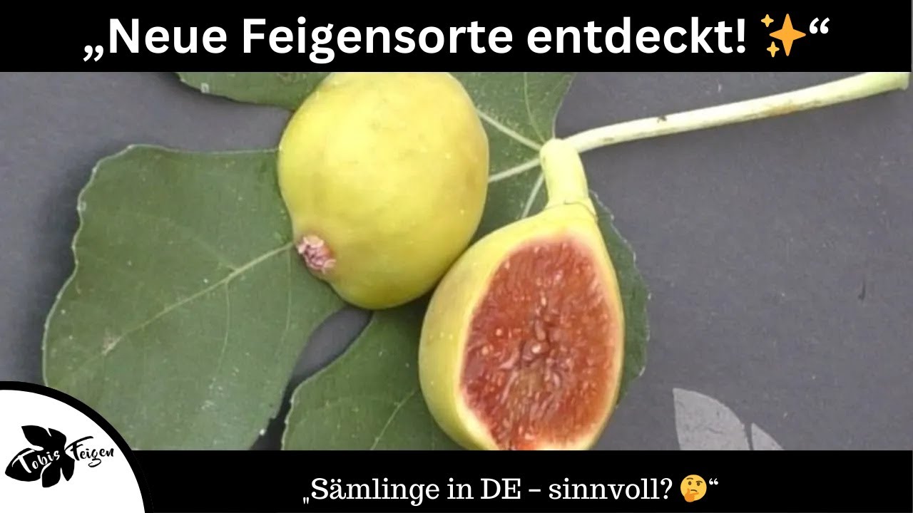 Neue Feigensorte entdeckt!  Banchetto Gold & Sämlinge in Deutschland