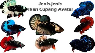 Download Lagu Mengenal Jenis-jenis Ikan Cupang Plakat Avatar MP3