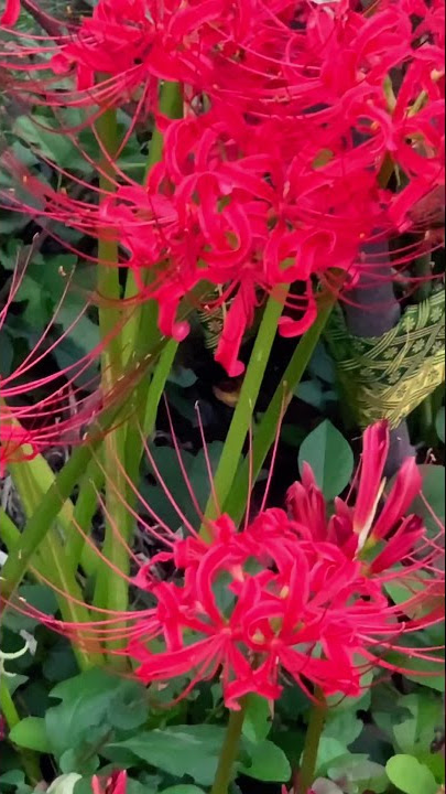 Japanese Red Spider Lily | Higanbana | 彼岸花 | ヒガンバナ | Be ben