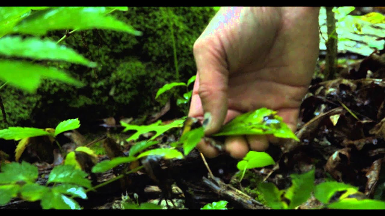 Natural Science Manager - Career Connections - WOUB - YouTube