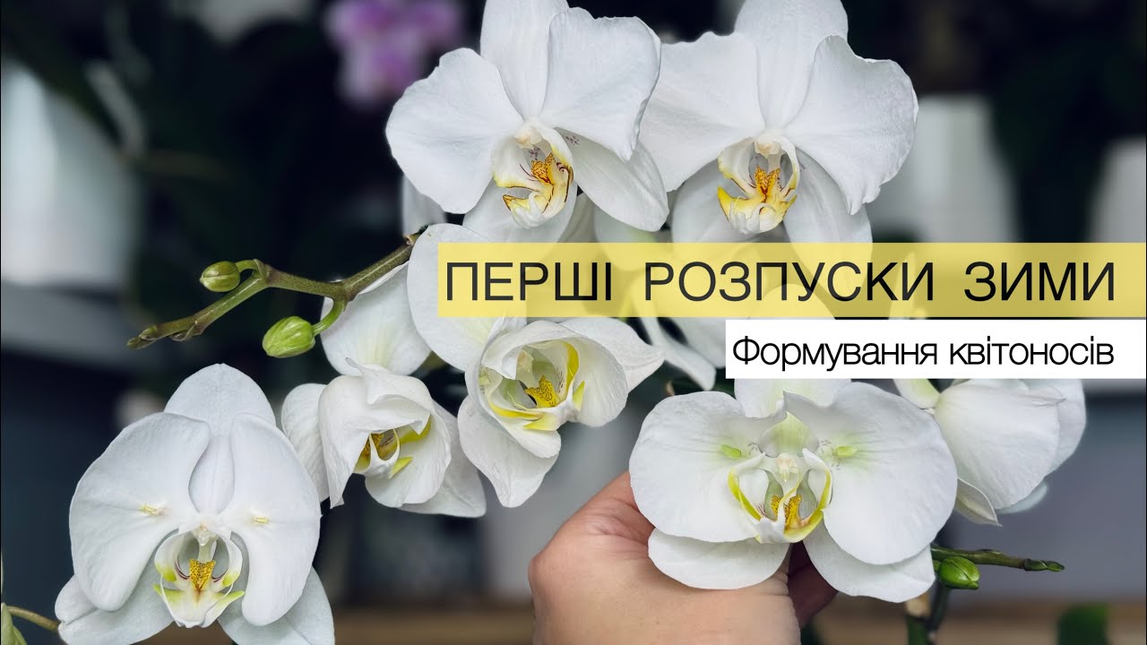 Перші розпуски зими🌸Формування квітоносів🌿#orchid #орхідеї #орхидея #phalaenopsis#орхідеяметелик