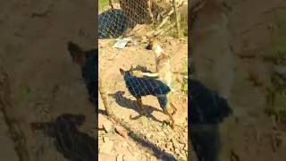 Accouplement De Chiens Races Dmd