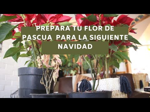 Video: Flor de nochebuena: ¿cómo cuidarla en casa?