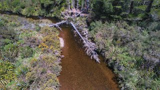 Hidden Treasures: Fly Fishing Tiny Creek For Epic Brown Trout by Trout Hunting NZ 42,967 views 6 months ago 25 minutes