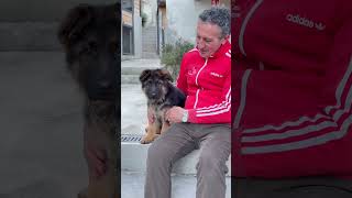 Gaetano Falcone Presenta  #germanshepherd #adorabile #puppy #perte