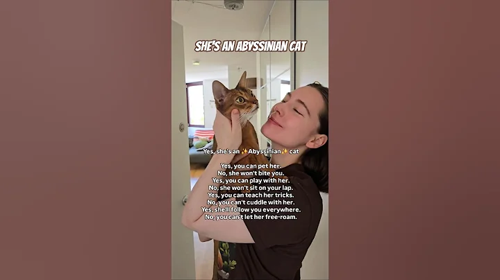 Video 11845031: abyssinian, cat