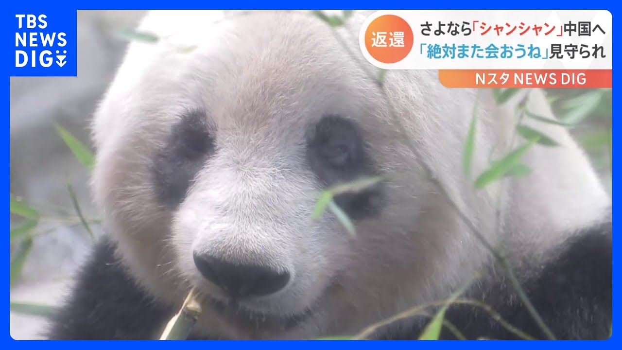 上野のパンダ「シャンシャン」5年8か月の日本生活終え中国へ 沿道には