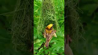 #birds #youtubeshorts #amazingamazon #funnyanimals #amazing #vairalshort #amazn