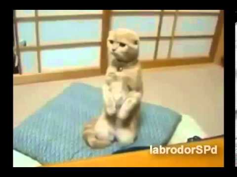 САМЫЕ СМЕШНЫЕ и ПРИКОЛЬНЫЕ РОЛИКИ про животных!!!