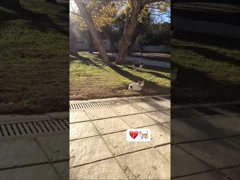 فيديو مضحك للقطط