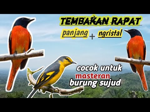 masteran tembakan rapat,suara panjang ngristal burung mantenan,cocok untk masteran burung murai batu