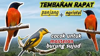 masteran tembakan rapat,suara panjang ngristal burung mantenan,cocok untk masteran burung murai batu