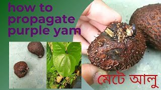 How To Propagate - Purple Yam Plant মট আল Garden Ideas