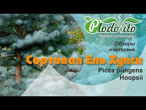 Сортовая Ель колючая Хупси I Picea pungens Hoopsii
